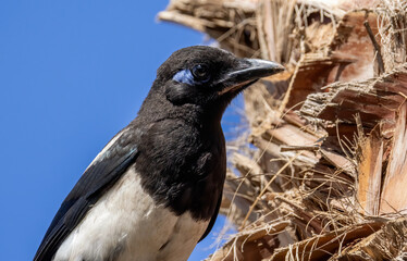 Obraz premium Maghreb Magpie (Pica mauritanica) in a natural habitat