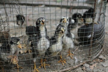 Young chick perches behind wire mesh, eyes alert. Chicks huddle close, curious and quiet behind bars. Metal grate covers ground, framing the birds' confined space © New