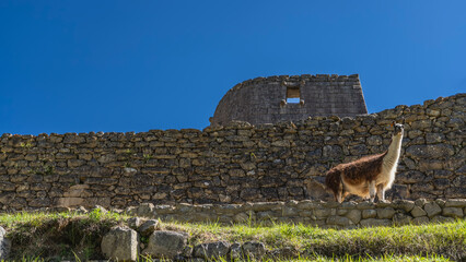 Ruins of ancient Machu Picchu. The lama stands on the terrace by the masonry wall, looking at the camera. A fragment of a stone building with a window opening against a clear blue sky. Peru. Cusco.    © Вера 