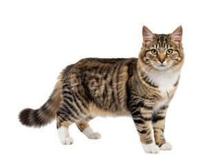 Fototapeta premium Tabby cat standing sideways against black isolated on transparent background