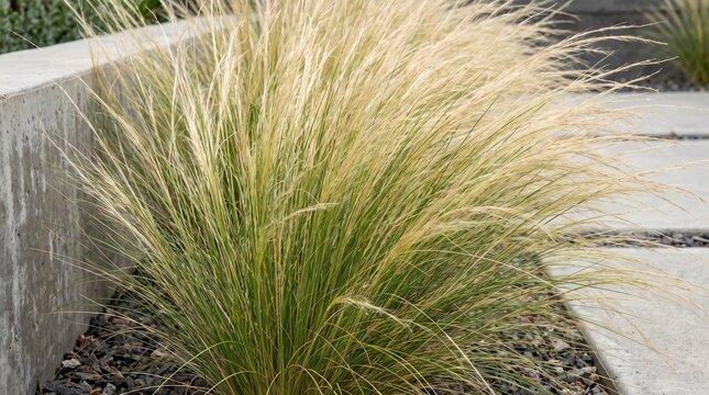 Mexican feather grass, growing in modern garden landscape, featuring delicate ponytail foliage