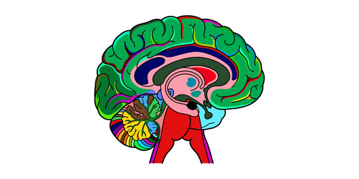 Human brain anatomy diagram with vibrant multicolored sections representing different cognitive functions clearly.