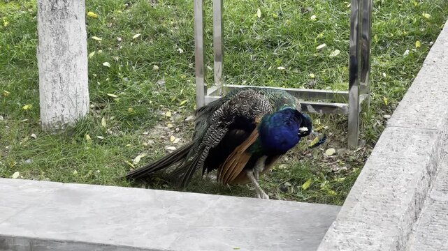 Close-up of a male Indian peafowl foraging on a green lawn in a park