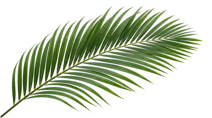 Obraz premium Single green palm frond leaf with serrated isolated on transparent background