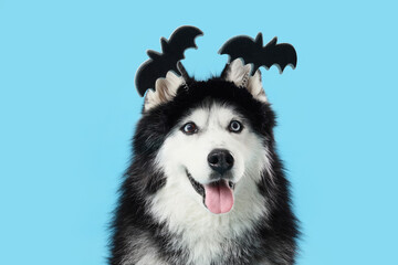 Halloween pet costume, husky dog wearing bat ears headband for holiday celebration, funny animal portrait for autumn seasonal marketing on blue background © Pixel-Shot