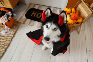 Halloween celebration and pet costume, husky dog wearing devil horns and cape sitting near pumpkins for autumn holiday party at home © Pixel-Shot