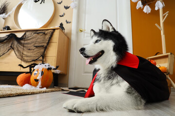 Halloween celebration and pet costume, husky dog dressed as a vampire sitting in a decorated living room for autumn holiday party © Pixel-Shot