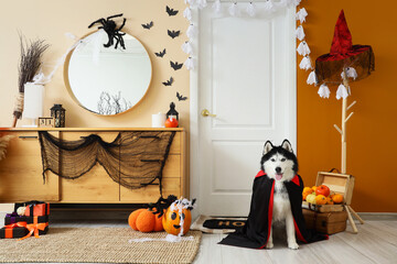 Halloween celebration and pet costume, husky dog dressed as a vampire sitting in a decorated living room with pumpkins and spooky festive decor © Pixel-Shot
