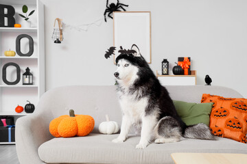 Halloween celebration and pet care, husky dog wearing bat headband sitting on a sofa with festive pumpkin decorations in a cozy living room interior © Pixel-Shot