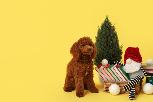 Christmas holiday celebration, cute poodle dog sitting with festive gnome and miniature pine tree on a bright yellow background for seasonal marketing