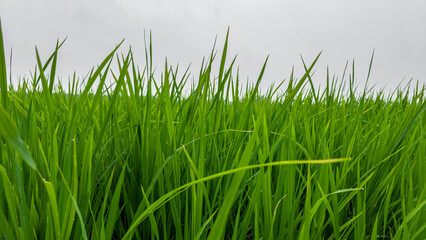 Fototapeta premium Low-angle View of Lush Green Rice Field