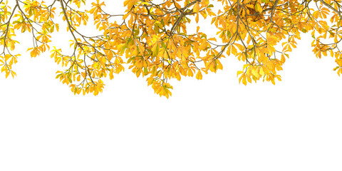 Yellow autumn tree branches framing top border isolated on transparent background © Buffstock
