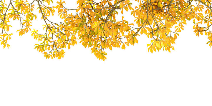 Yellow autumn tree branches framing top border isolated on transparent background