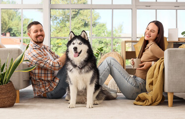 Pet ownership and companionship, happy couple sitting on floor with husky dog at home enjoying leisure time and domestic life in a bright living room © Pixel-Shot