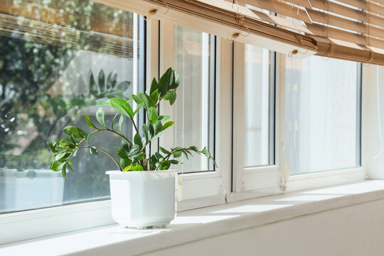 Biophilic design and home wellness, zamioculcas plant in white pot on sunny windowsill with wooden blinds for interior decor and sustainable living