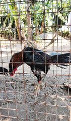 rooster in the farm © Dwi