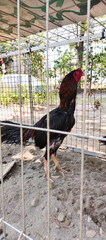 rooster in the farm © Dwi