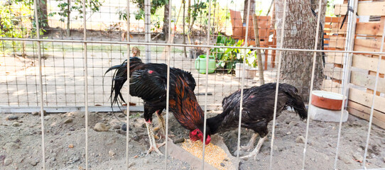 rooster in the farm © Dwi