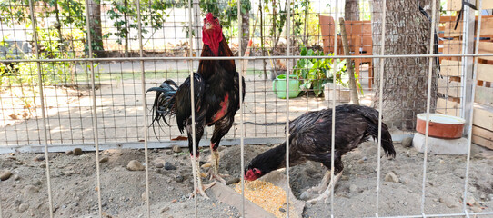 rooster in the farm © Dwi