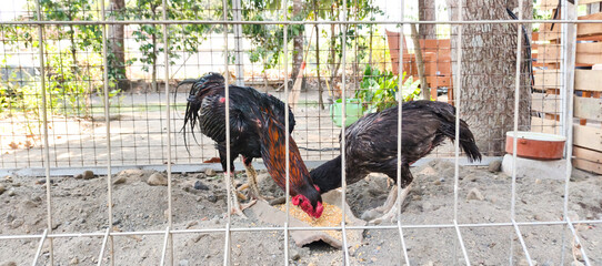 rooster in the farm © Dwi