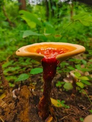 Forest mushroom  © Dilu