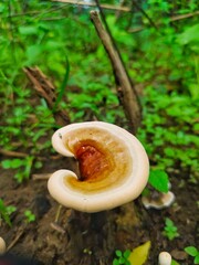 Forest mushroom  © Dilu