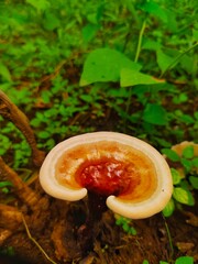 Forest mushroom  © Dilu