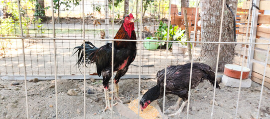 rooster in the farm © Dwi