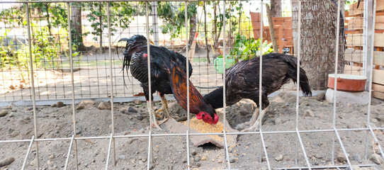 rooster in the farm © Dwi