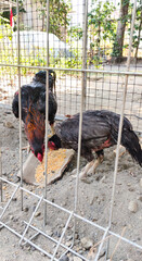 rooster in the farm © Dwi