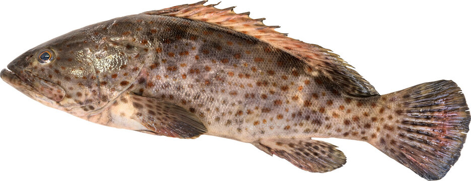 Gulf Grouper Isolated On Transparent Background