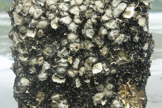 Wild oysters and small mussels densely clustered on a wooden by the sea, natural marine textures and coastal ecosystem patterns.