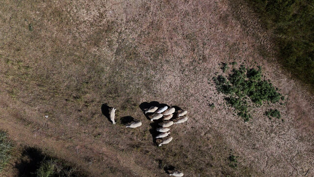 aerial view of a flock of sheep grazing on dry grass field