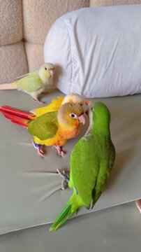 Three colorful parrots interacting and playing together on a soft couch at home
