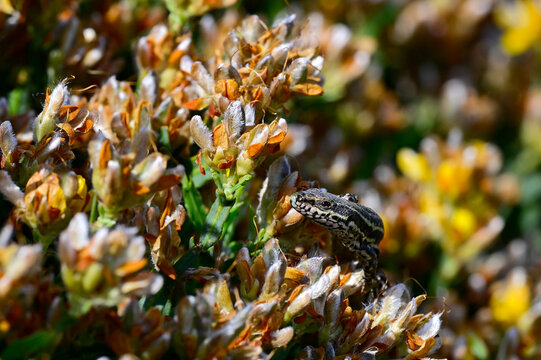 Katalonische Mauereidechse - Weibchen in Dreizahnigem Ginster (Genista tridentata) // Columbretes wall lizard, Catalan wall lizard - female (Podarcis liolepis liolepis) - Embalse del Ebro, Spanien