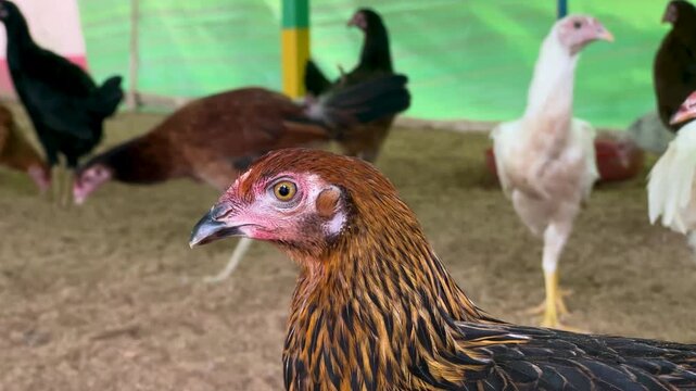 Aseel chickens walking and feeding inside poultry farm enclosure on organic ground.