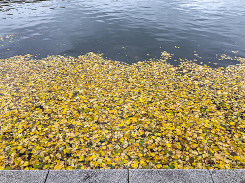 colorful autumn wet leaves float on the surface of river water.