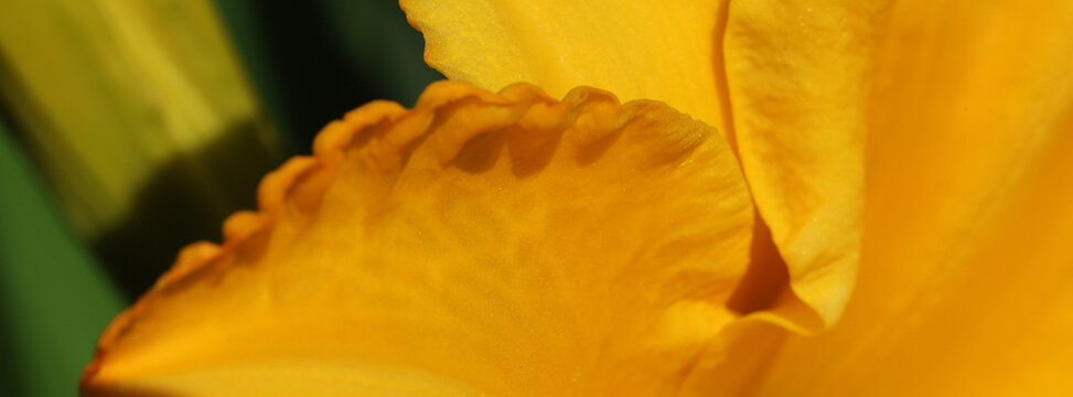 A vivid close-up of yellow rose petals, revealing rich texture and soft light. This macro image captures the warmth and cheerful mood of spring, perfect for floral, nature, and beauty projects.