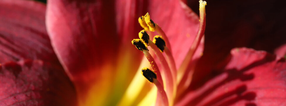 A vivid close-up of a red lily in bloom, showcasing the yellow center, petal texture, and dark anthers. Ideal for nature, floral, and garden imagery, capturing beauty, color, and detail.