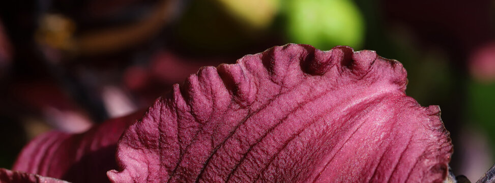 A macro view of a deep burgundy flower petal, showcasing intricate vein texture and velvety color. Ideal for nature, beauty, and macro photography collections.