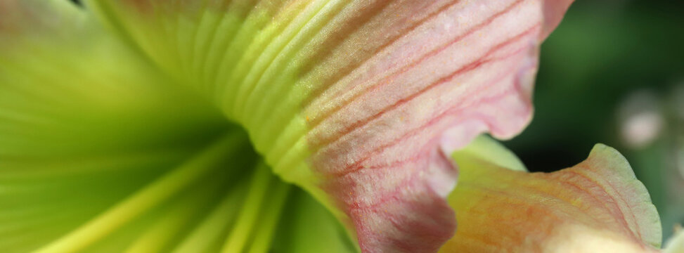 A macro shot highlighting the delicate texture of a pale pink and lime-green flower petal, with visible stamens for a natural, botanical close-up.