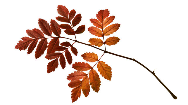 Rowan branch with autumn leaves isolated on transparent background