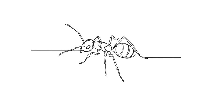 Continuous single line drawing of a small ant walking