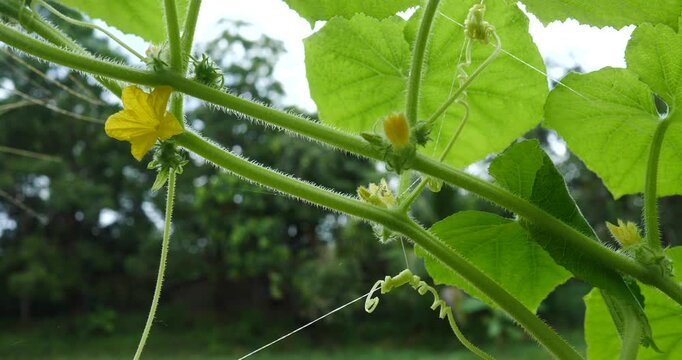 Cucumber Plant Bloom: A delicate yellow flower blooms on a vibrant green cucumber vine, surrounded by large leaves and tendrils.