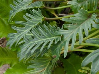 Philodendron xanadu "Kookaburra” (フィロデンドロン クッカバラ) © Vergla