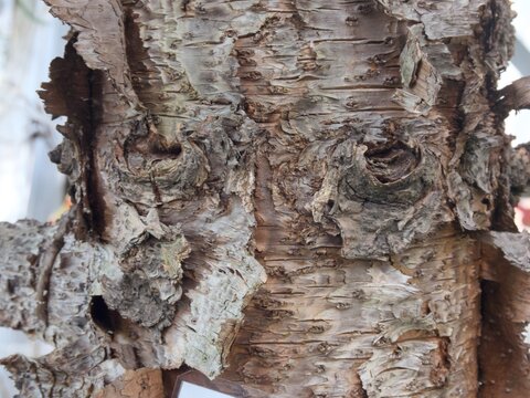 Araucaria excelsa (シマナンヨウスギ・樹皮).jpg