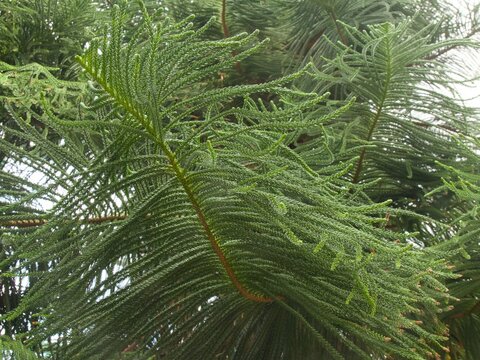 Araucaria excelsa (シマナンヨウスギ)