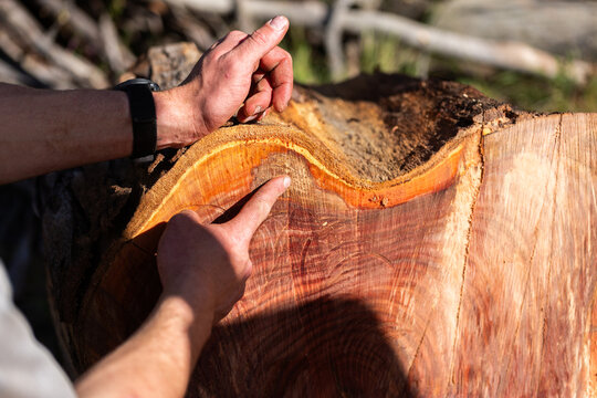tree surgeon pointing to old damage and dead wood in felled tree trunk