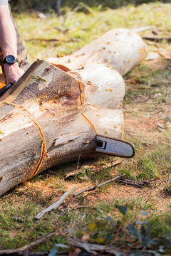 man cutting felled gumtree log using chainsaw