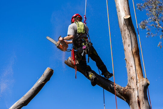 arborist in safety harness and helmet ppe using chainsaw to cut down gumtree branch
